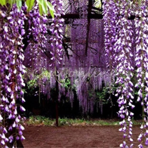 Glicina mov seminte - Glicina mov