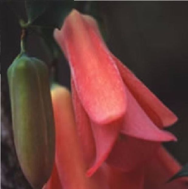 Lapageria rosea seminte - Lapageria rosea