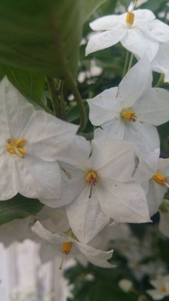 Flori de Iasomie cataratoare - Iasomie cataratoare