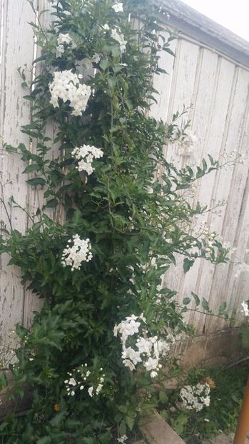 Iasomie cataratoare - 25 RON - Iasomie cataratoare