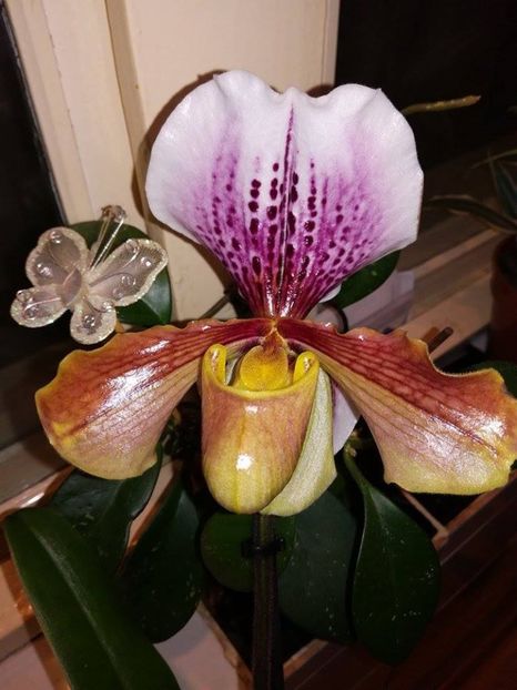 17392242_1457245617650068_1665992114_n[2] - 2017