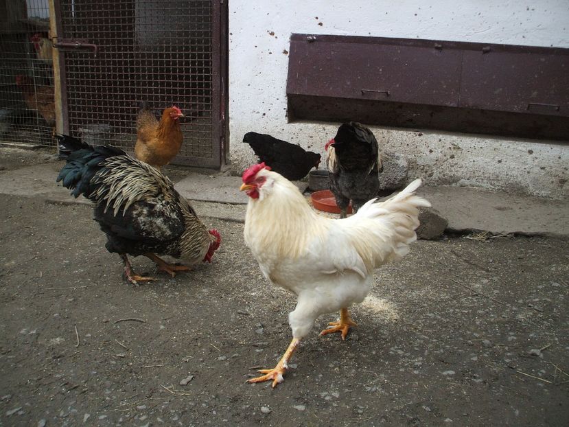  - 01 Gainet 2 martie 2016