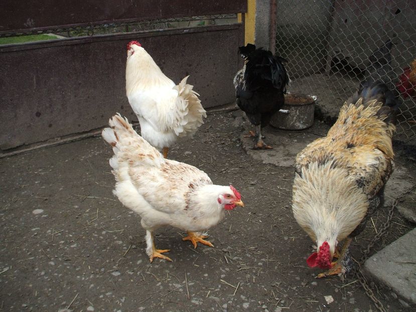  - 01 Gainet 2 martie 2016