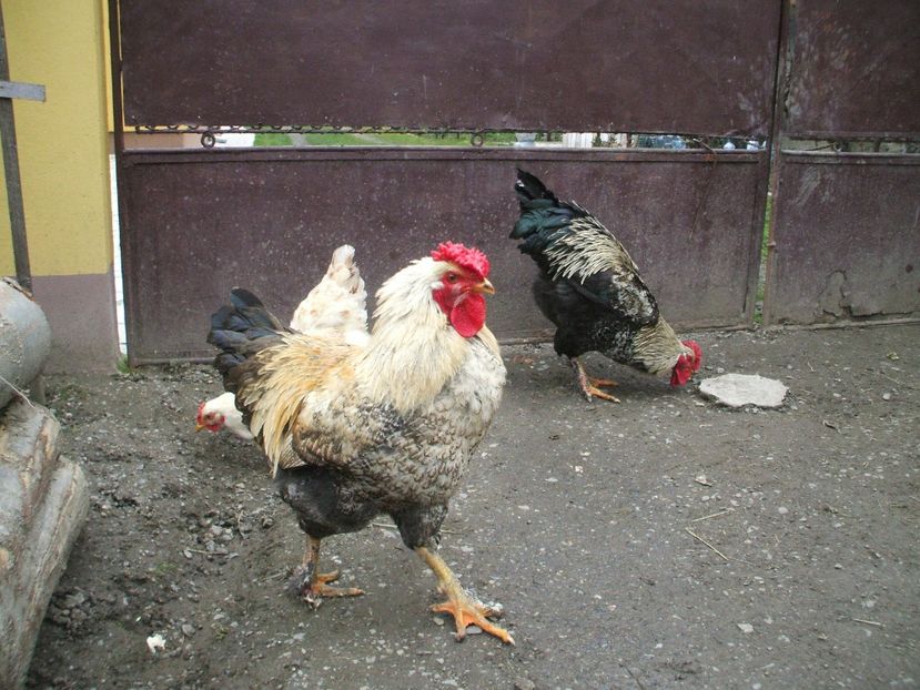  - 01 Gainet 2 martie 2016