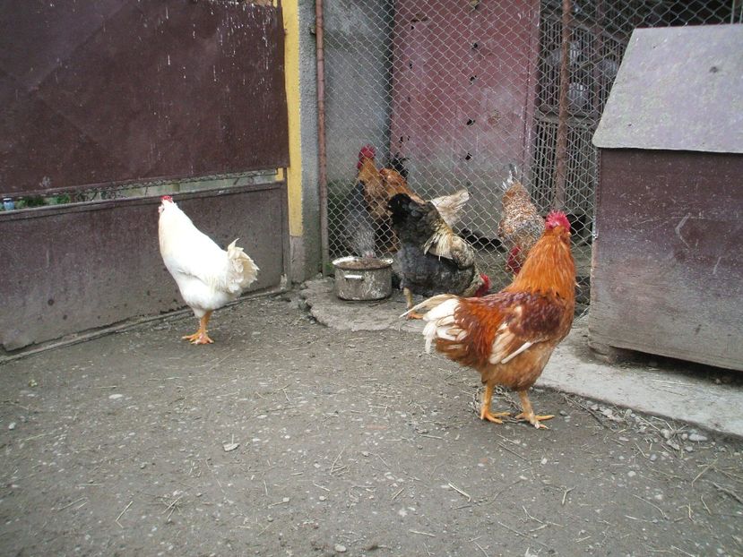  - 01 Gainet 2 martie 2016