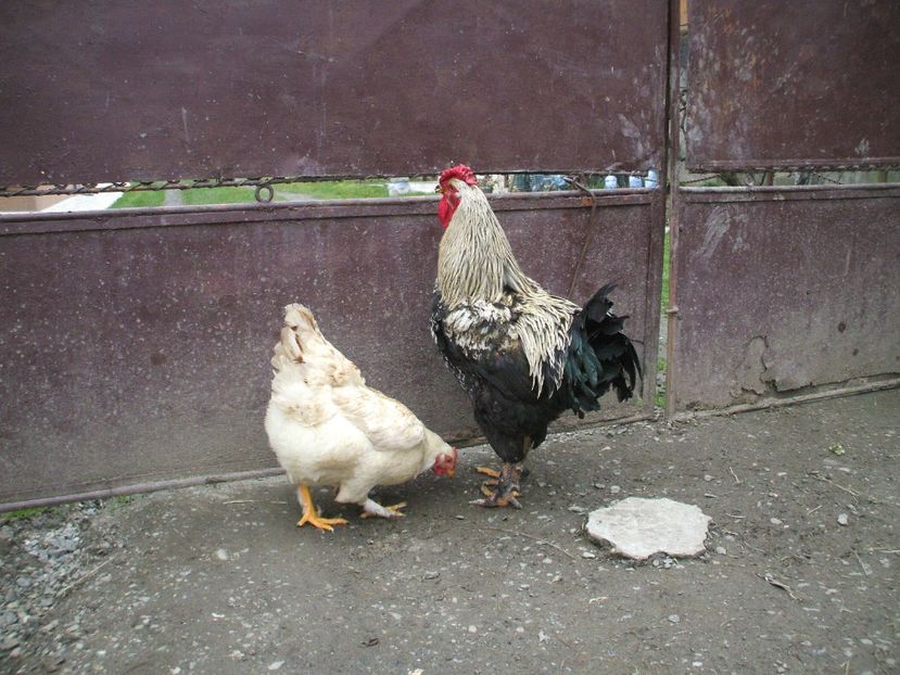  - 01 Gainet 2 martie 2016