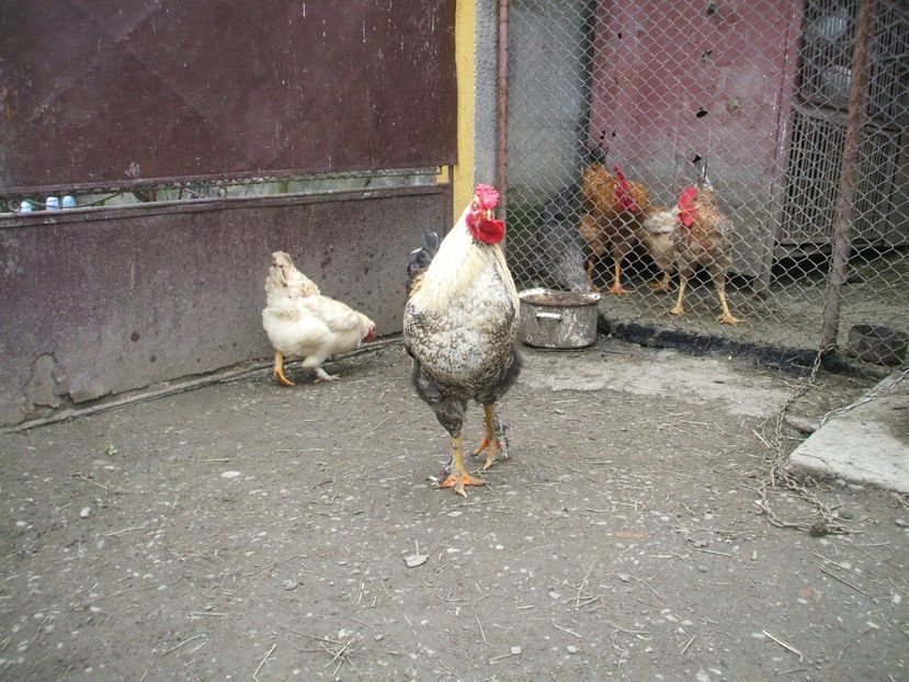  - 01 Gainet 2 martie 2016