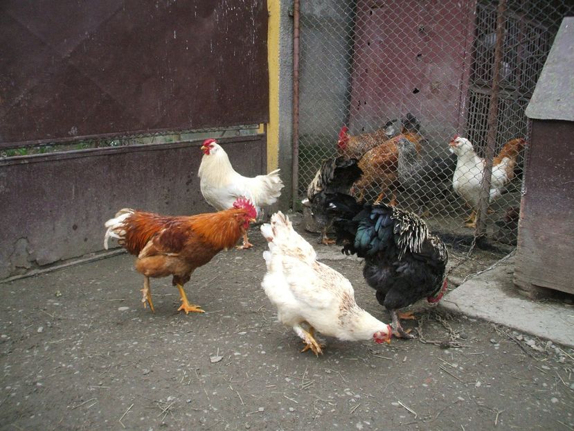  - 01 Gainet 2 martie 2016