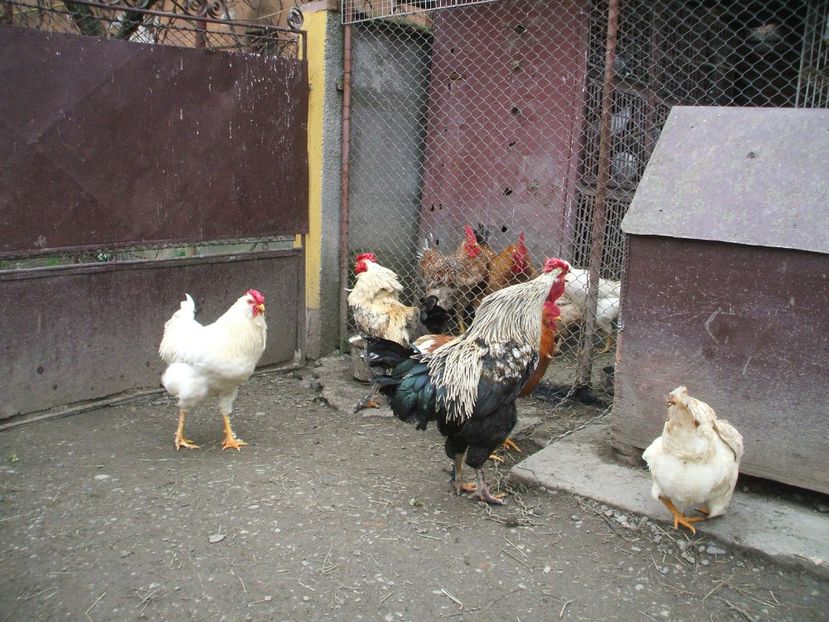  - 01 Gainet 2 martie 2016