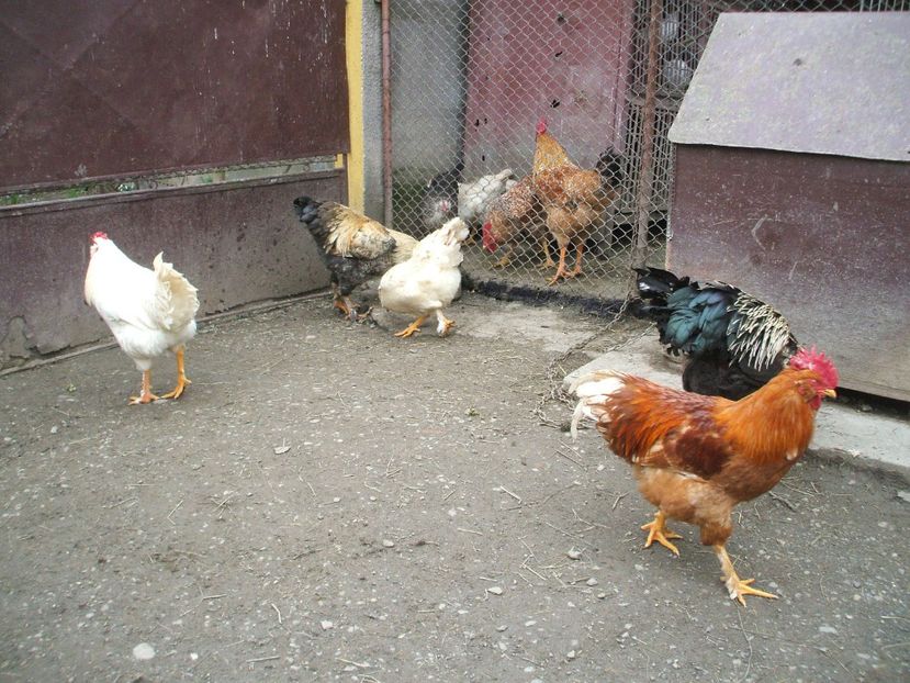  - 01 Gainet 2 martie 2016