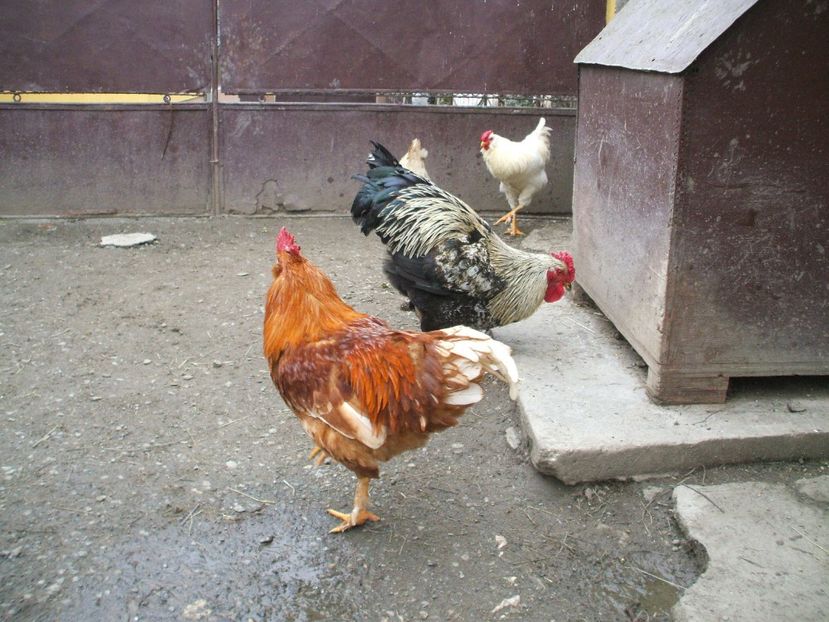  - 01 Gainet 2 martie 2016