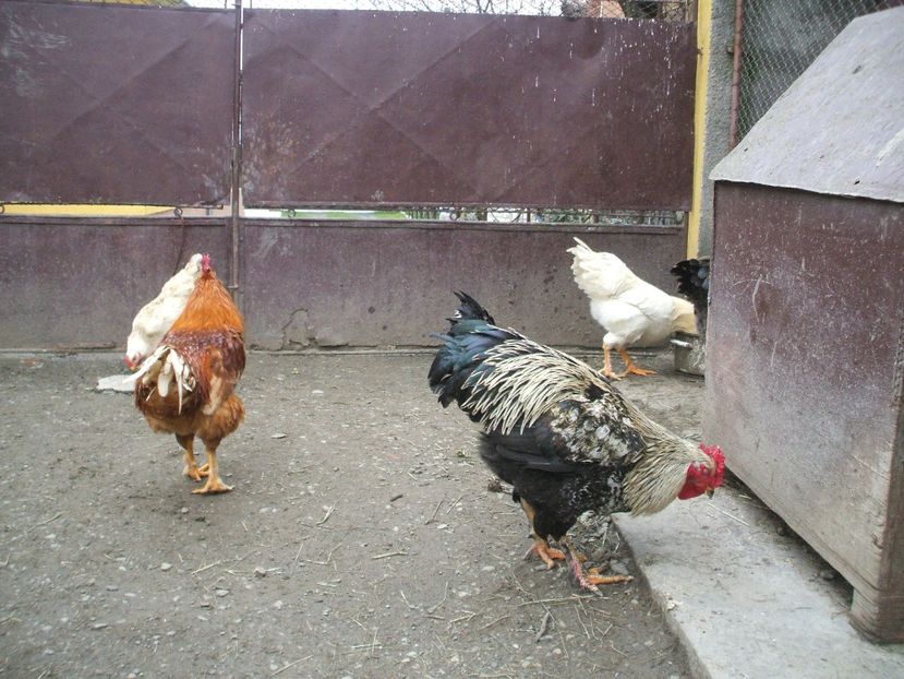  - 01 Gainet 2 martie 2016