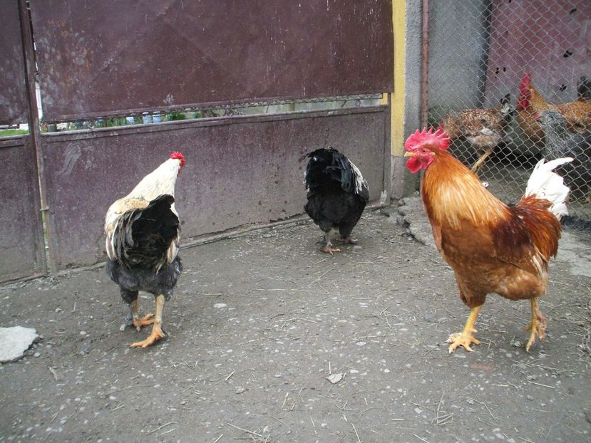  - 01 Gainet 2 martie 2016