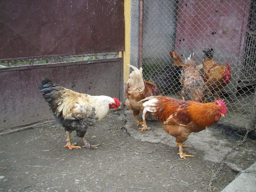  - 01 Gainet 2 martie 2016