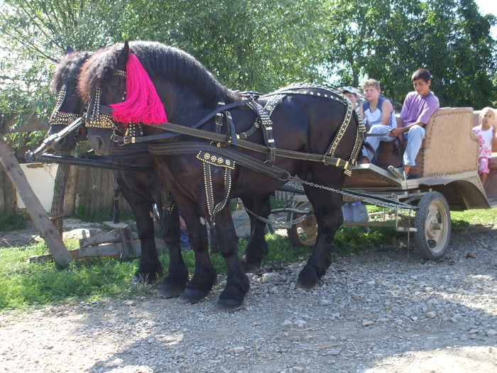 Caleasca-22.08.09 007 - my horses