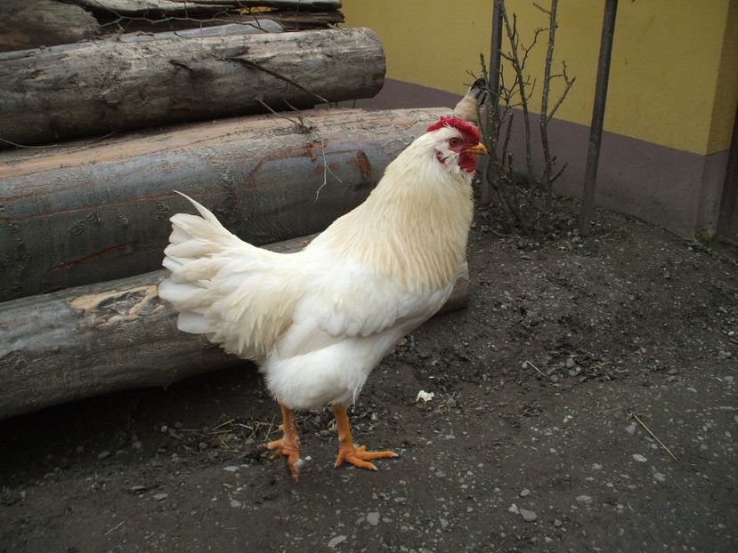  - 01 Gainet 2 martie 2016