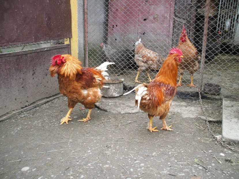  - 01 Gainet 2 martie 2016