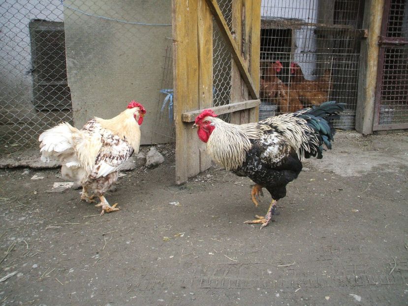  - 01 Gainet 2 martie 2016