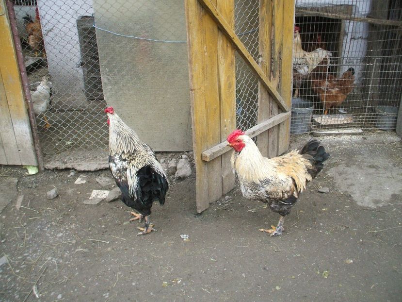  - 01 Gainet 2 martie 2016