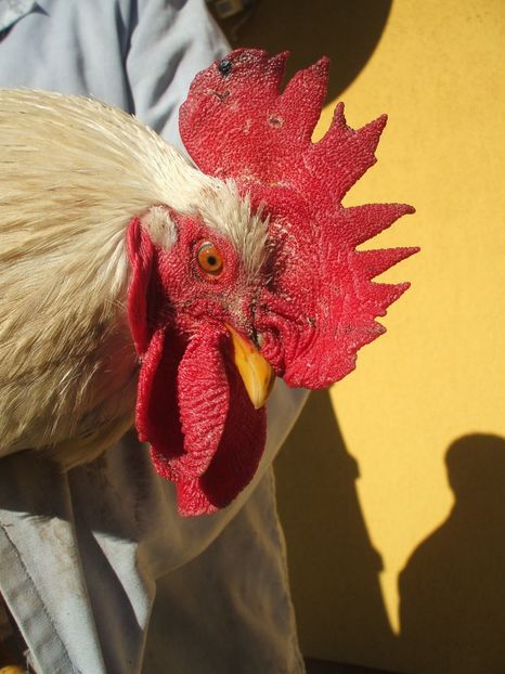  - Detaliu cerbice - wattles la un cocos non-barbos - 22 februarie 2016