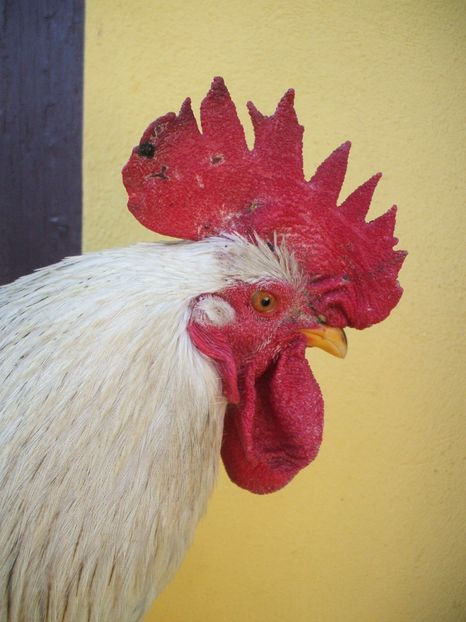  - Detaliu cerbice - wattles la un cocos non-barbos - 22 februarie 2016