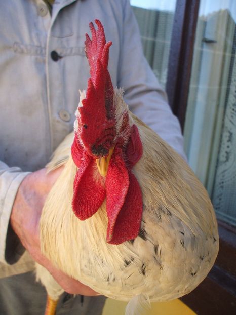  - Detaliu cerbice - wattles la un cocos non-barbos - 22 februarie 2016