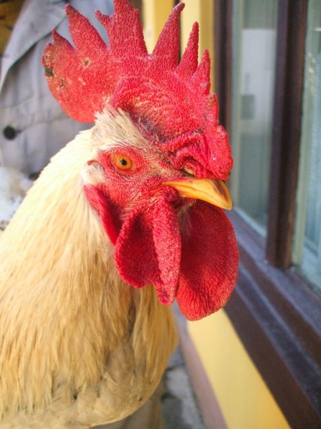  - Detaliu cerbice - wattles la un cocos non-barbos - 22 februarie 2016