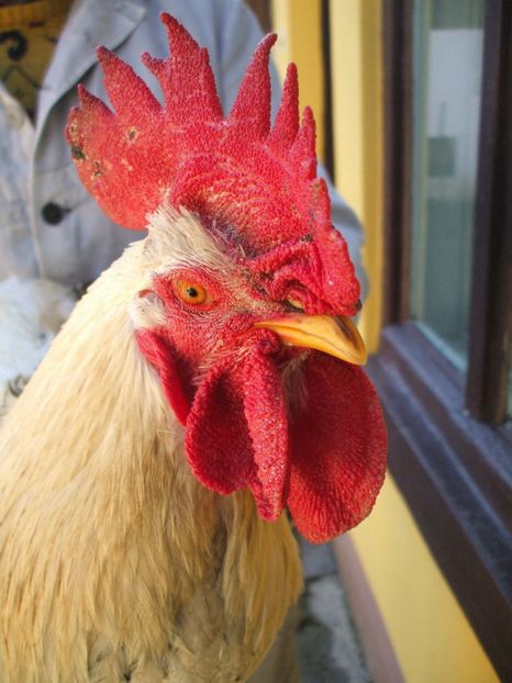  - Detaliu cerbice - wattles la un cocos non-barbos - 22 februarie 2016