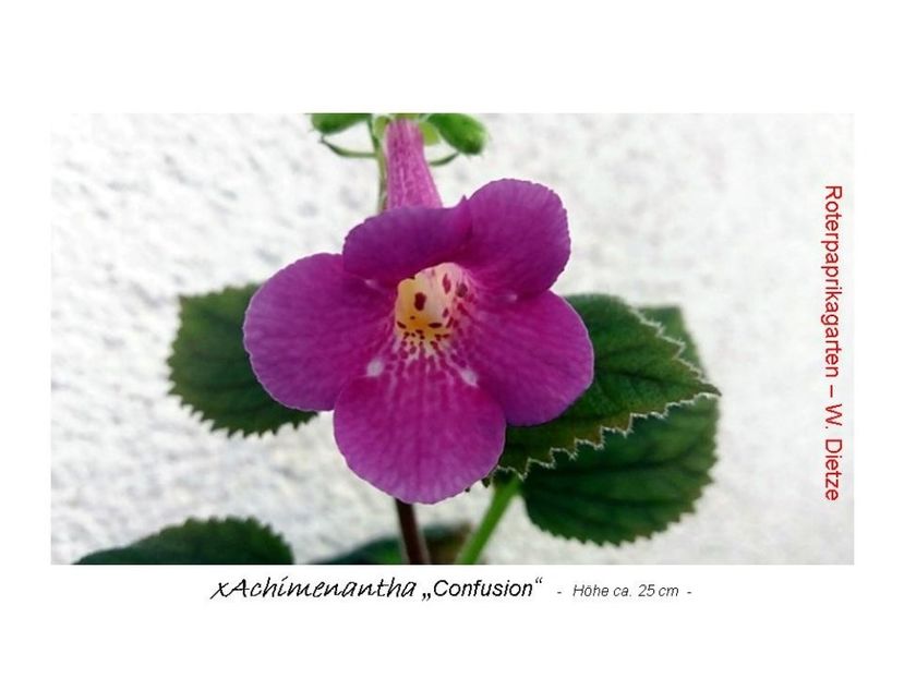  - Lista cu achi de la Dna Dietze