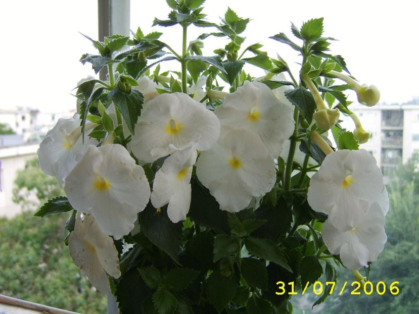 Achimenantha Aries - Lista cu achi de la Dna Dietze