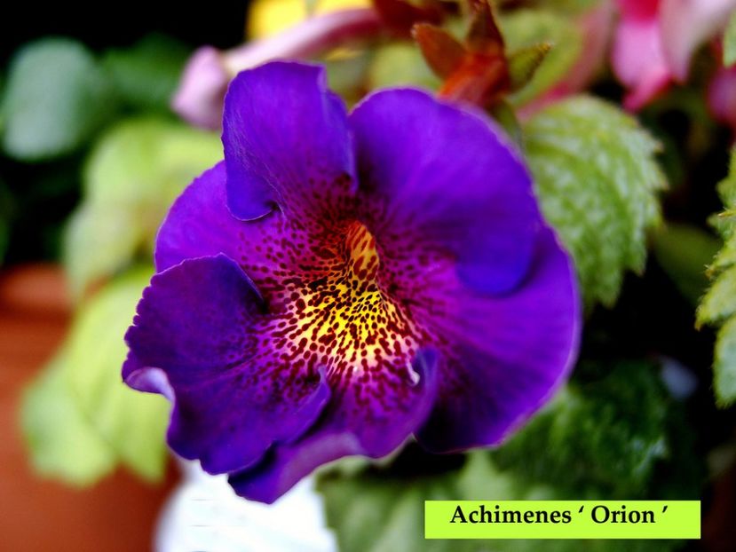  - Lista cu achi de la Dna Dietze