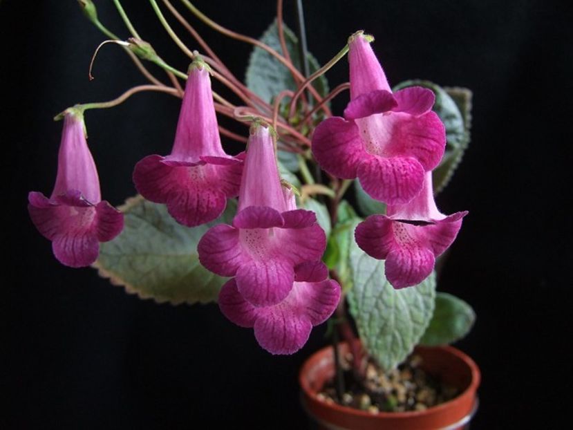 Smithicodonia Heartland`s Joy - Lista cu achi de la Dna Dietze