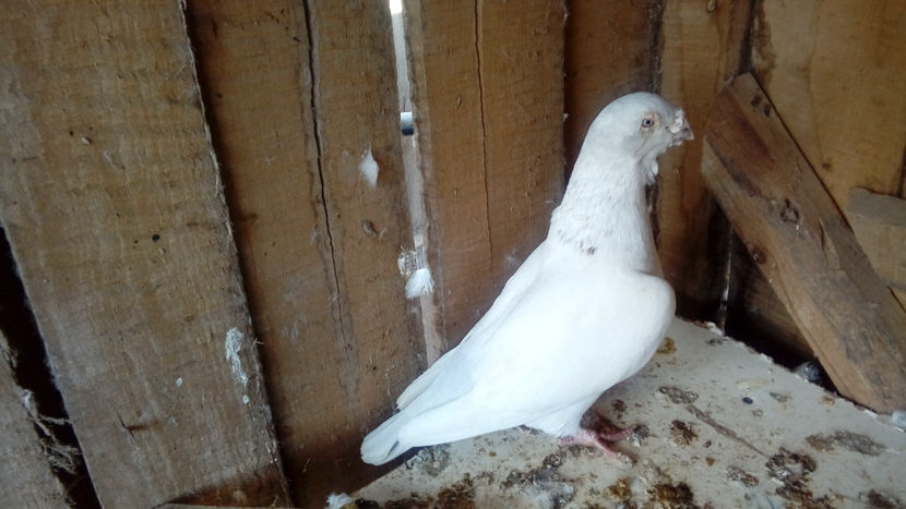  - Porumbei americani