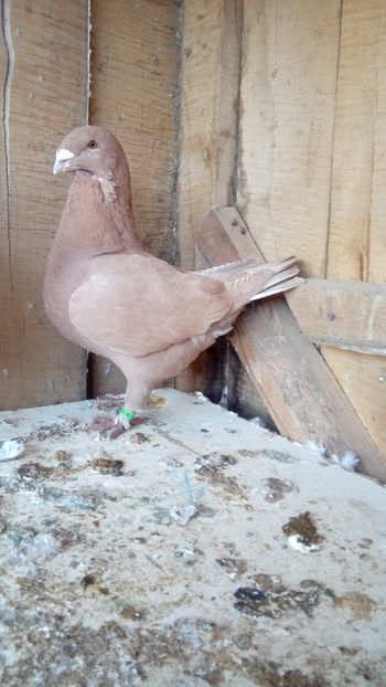  - Porumbei americani