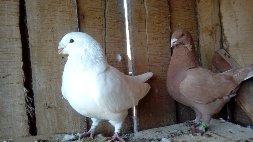  - Porumbei americani