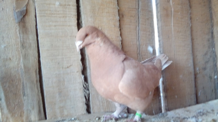  - Porumbei americani