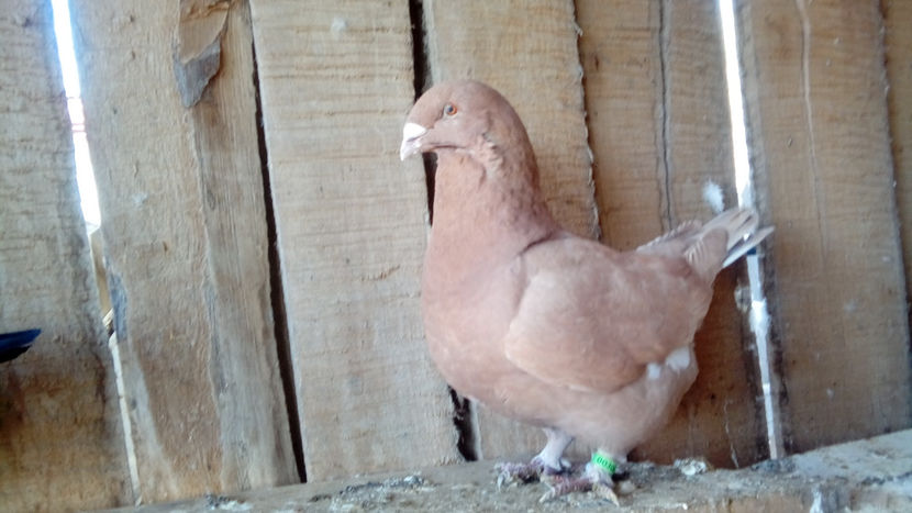  - Porumbei americani