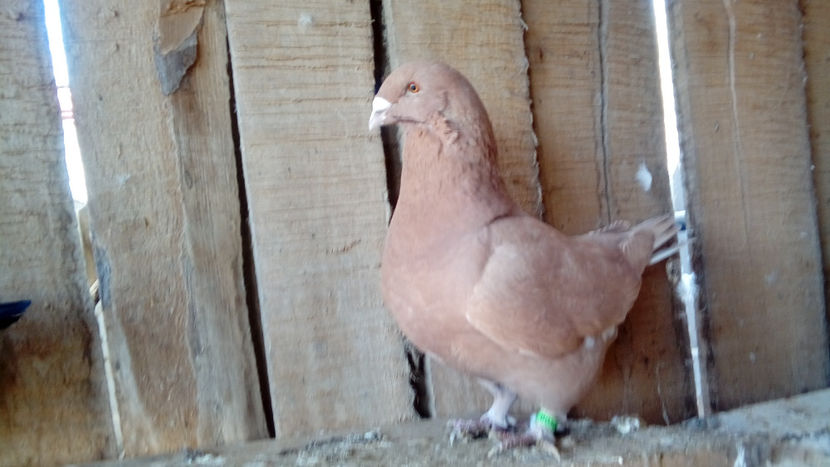  - Porumbei americani