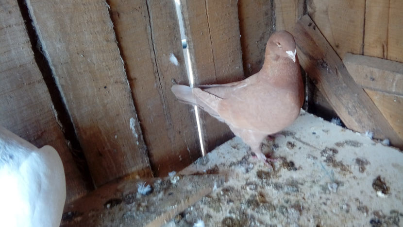  - Porumbei americani