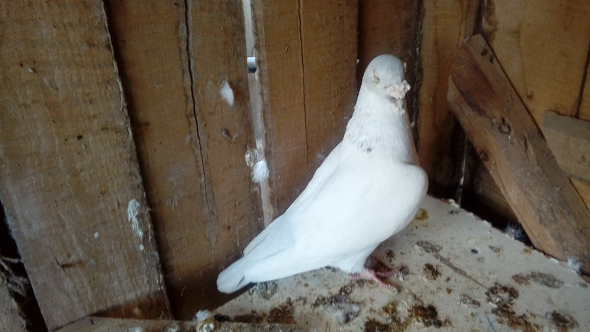  - Porumbei americani