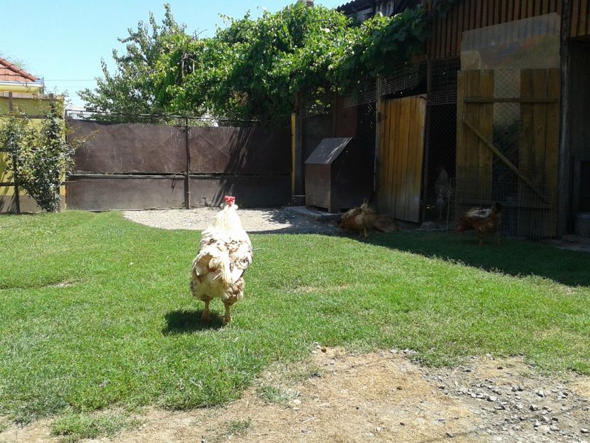  - 02 Gainet 9 iulie 2016