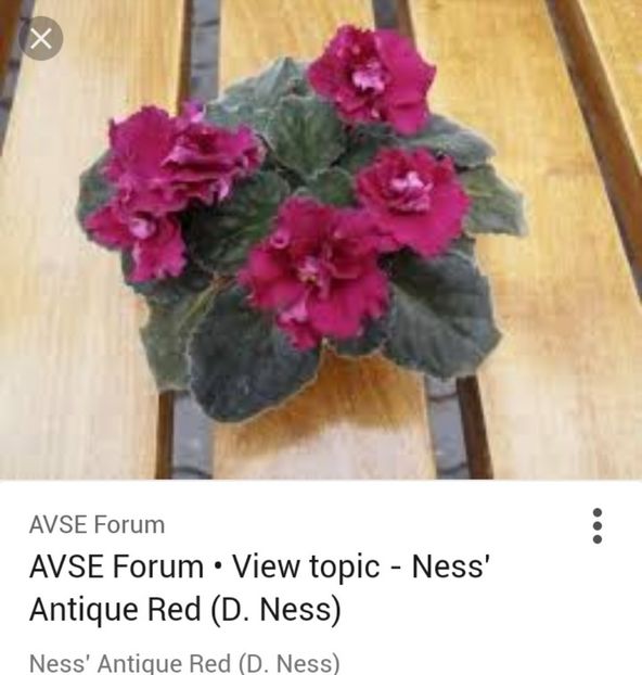 - Ness Antique Red