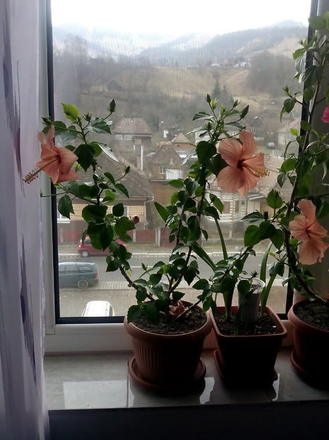  - Hibiscus Cairo Apricot