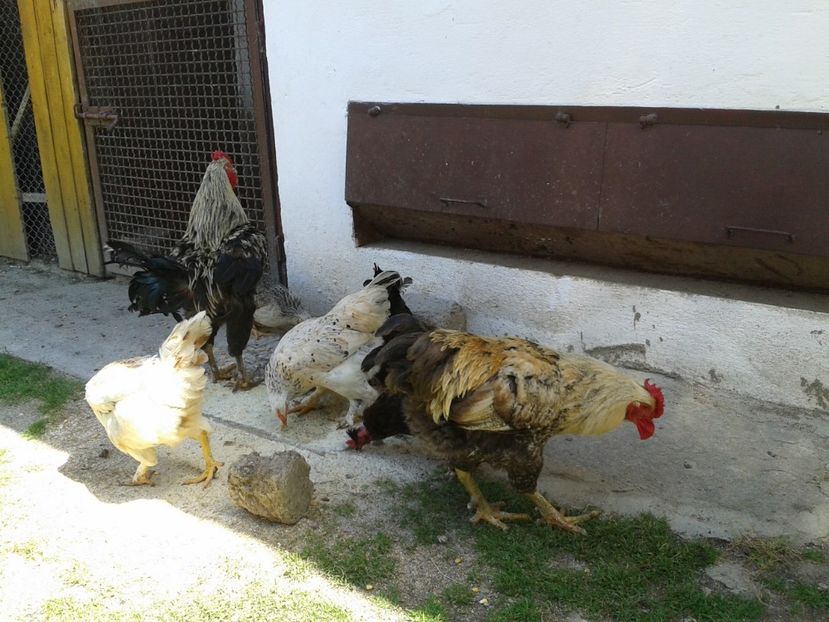  - 04 Gainet 22 iulie 2016