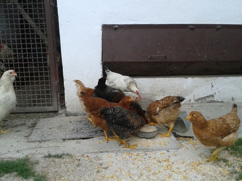  - 05 Gainet 1 august 2016