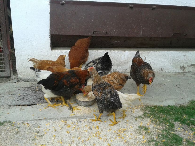  - 05 Gainet 1 august 2016