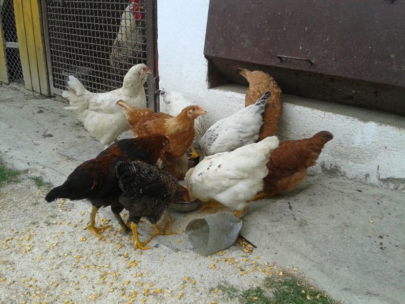  - 05 Gainet 1 august 2016