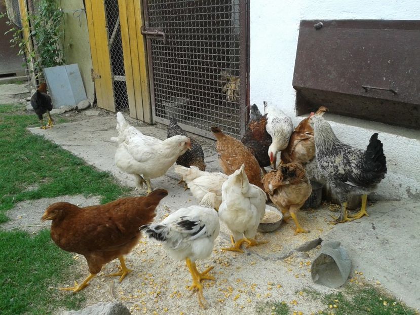  - 05 Gainet 1 august 2016