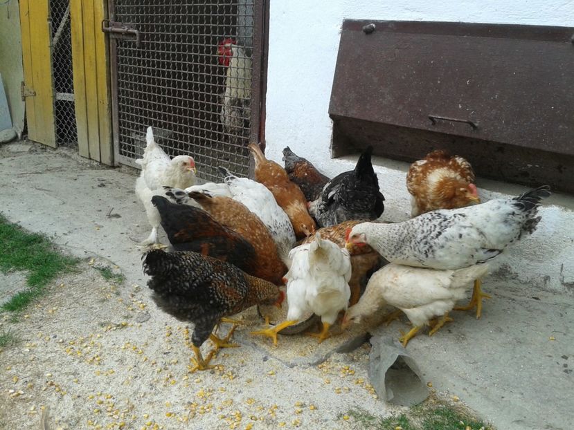  - 05 Gainet 1 august 2016