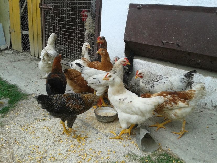  - 05 Gainet 1 august 2016